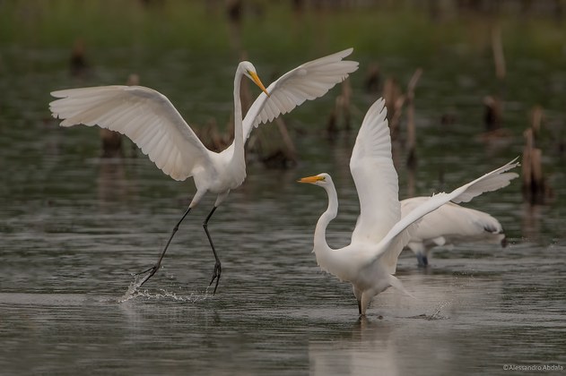 garcabrancagrande garcabrancagrande